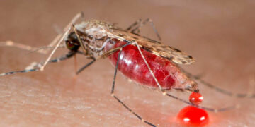 Alerta en Texas: Detectan primer caso de transmisión local de Malaria en casi 30 años