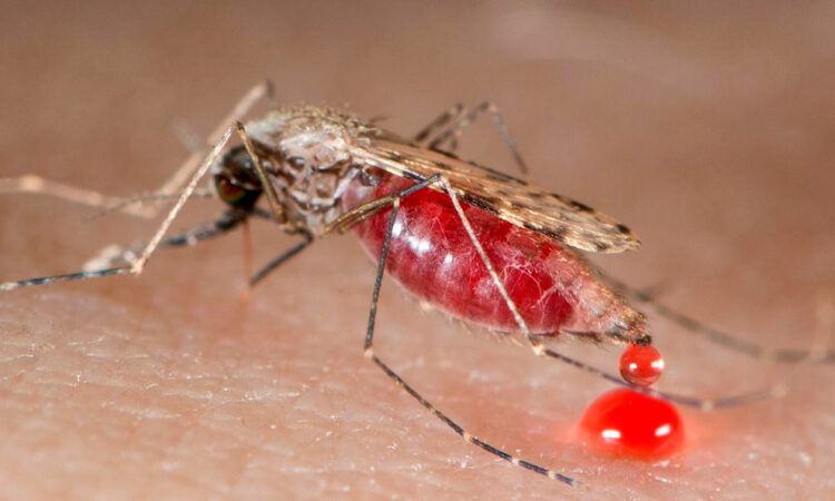 Alerta en Texas: Detectan primer caso de transmisión local de Malaria en casi 30 años
