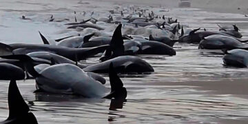 Trágica muerte de 50 ballenas varadas en playa australiana