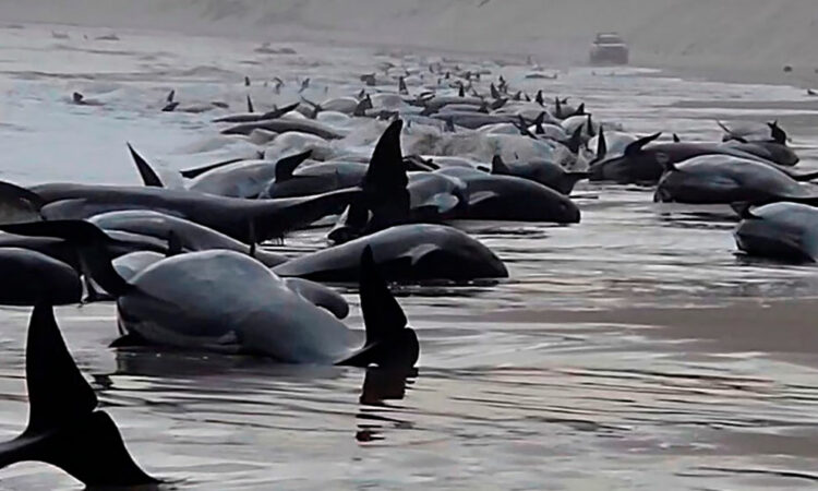 Trágica muerte de 50 ballenas varadas en playa australiana