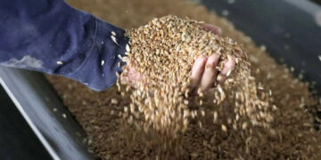 Rusia Donará Hasta 50 Mil Toneladas de Grano a Países Africanos