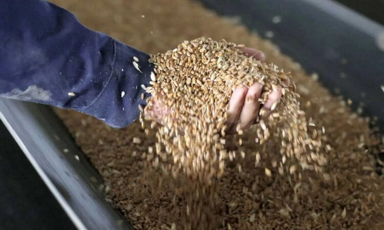 Rusia Donará Hasta 50 Mil Toneladas de Grano a Países Africanos