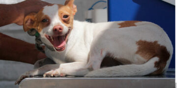 Entra en Vigor Ley que Limita la Venta de Mascotas en Nuevo León