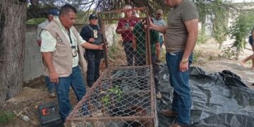 Colabora Guardia Estatal captura y resguarda ejemplar de oso negro en Padilla