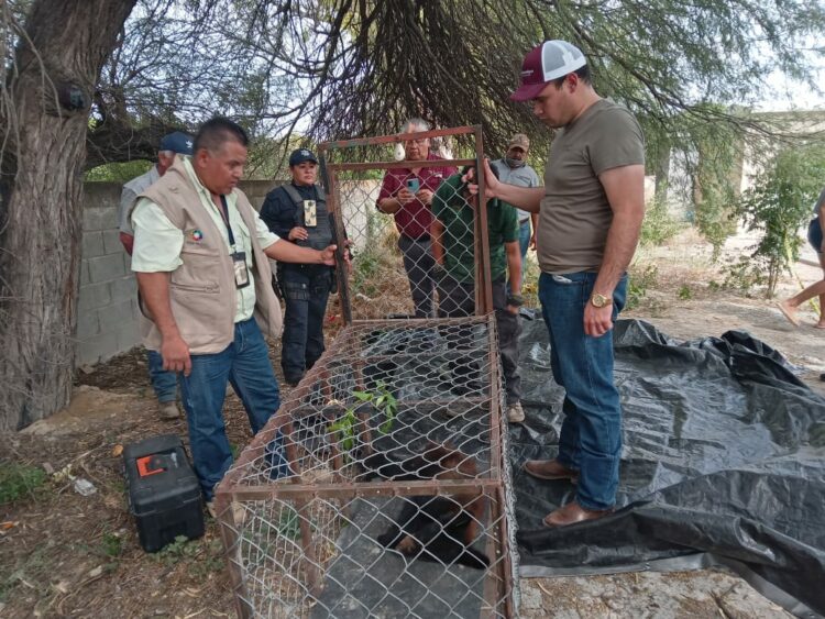 Colabora Guardia Estatal captura y resguarda ejemplar de oso negro en Padilla