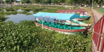 Analizan cómo acabar con invasión del lirio acuático
