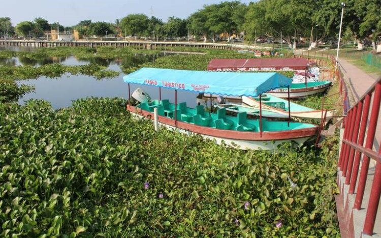 Analizan cómo acabar con invasión del lirio acuático