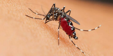 Confirman 12 casos de Dengue en Tamaulipas