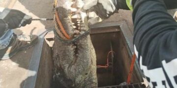 Encuentran Cocodrilo en el acueducto Guadalupe Victoria