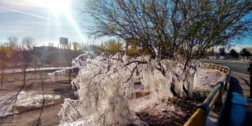 Las heladas en Chihuahua pegaron fuerte