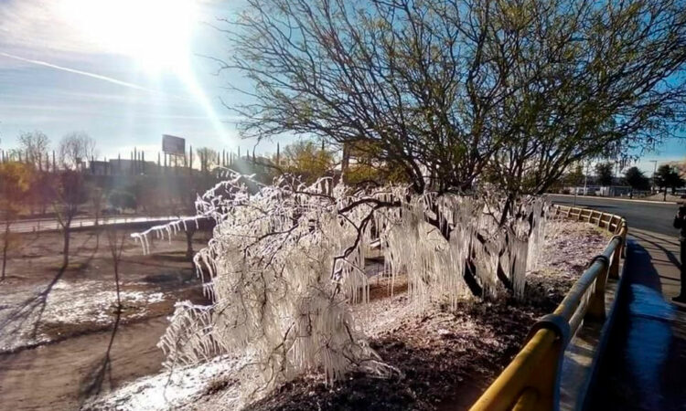 Las heladas en Chihuahua pegaron fuerte