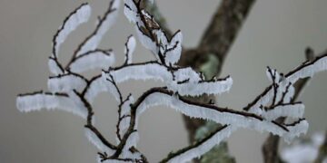 Parque ecológico de Tamaulipas se congeló