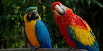 zoológico de Tamaulipas cerró sus puertas temporalmente