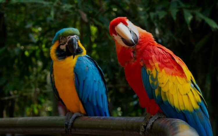 zoológico de Tamaulipas cerró sus puertas temporalmente
