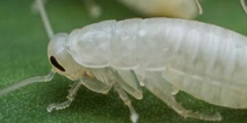 Por qué aparecen cucarachas albinas