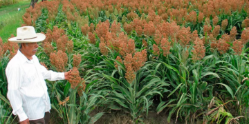Sequía afectó la cosecha de sorgo
