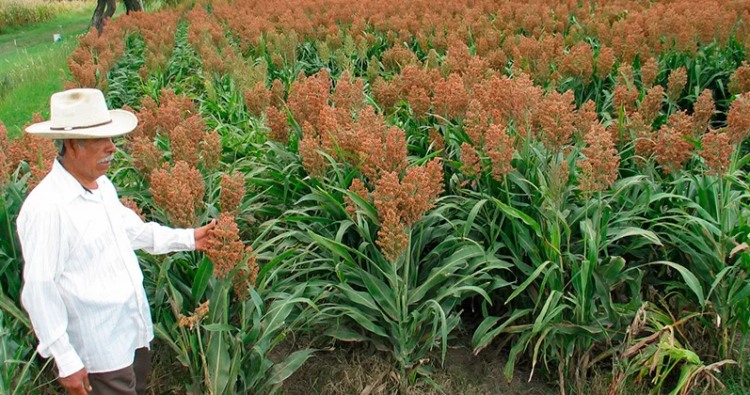 Sequía afectó la cosecha de sorgo