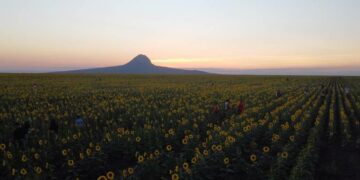 campo de girasoles de Tamaulipas