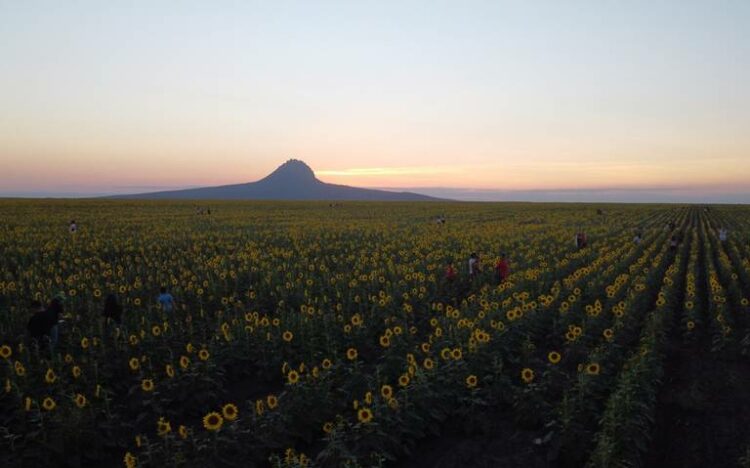 campo de girasoles de Tamaulipas
