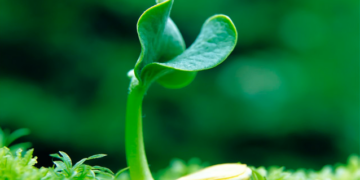 cultivos en Victoria