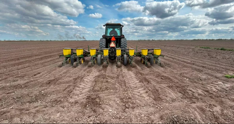 Se cultivarán 80 mil hectáreas de maíz