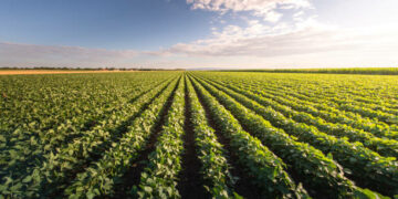 En peligro los cultivos en Tamaulipas por la sequía y las plagas