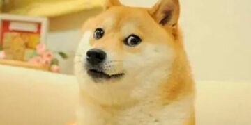Fallece Kabosu, la perrita detrás del meme ‘Doge’