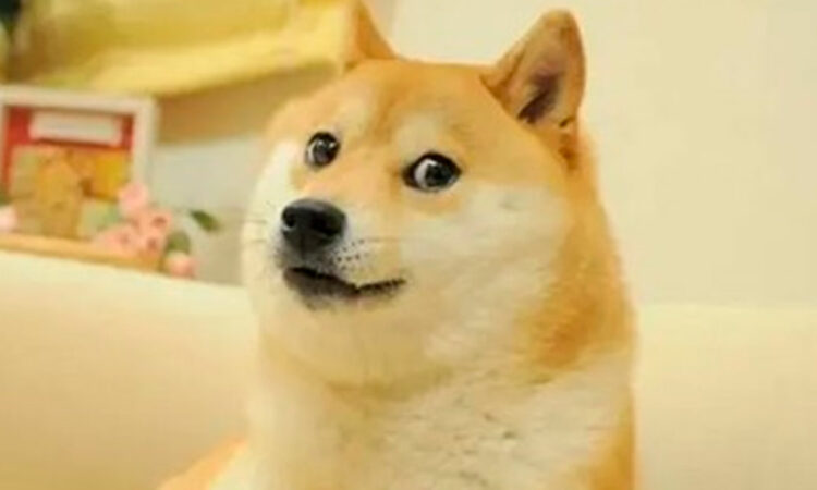 Fallece Kabosu, la perrita detrás del meme ‘Doge’