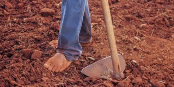 productores de Tamaulipas dejen de sembrar