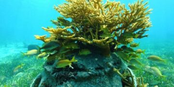 Muerte-masiva-de-corales