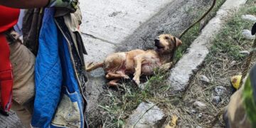 Rescatan Perrito que cayó a alcantarilla en la Col. Loma Alta