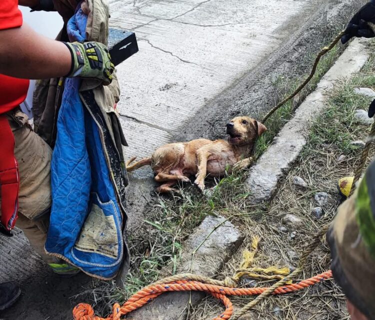 Rescatan Perrito que cayó a alcantarilla en la Col. Loma Alta