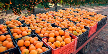 Prepara Tamaulipas exportación de 12 mil toneladas de cítricos a EU