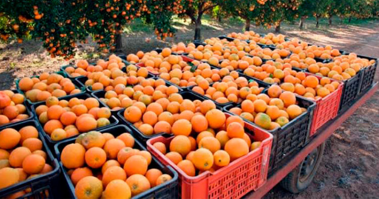 Prepara Tamaulipas exportación de 12 mil toneladas de cítricos a EU