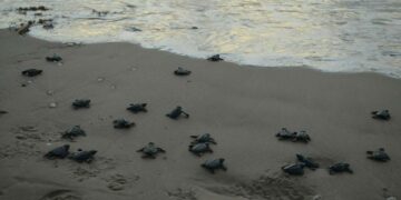 Arranca la temporada de tortuga lora en las playas de Tamaulipas