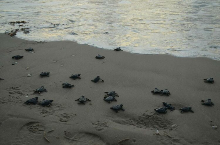 Arranca la temporada de tortuga lora en las playas de Tamaulipas