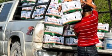 Rapiña  de aguacates tras choque de tráileres en Tamaulipas en carretera Jaumave – Palmillas