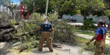 Árbol cae en Los Arcos y bloquea vialidad en Ciudad Victoria