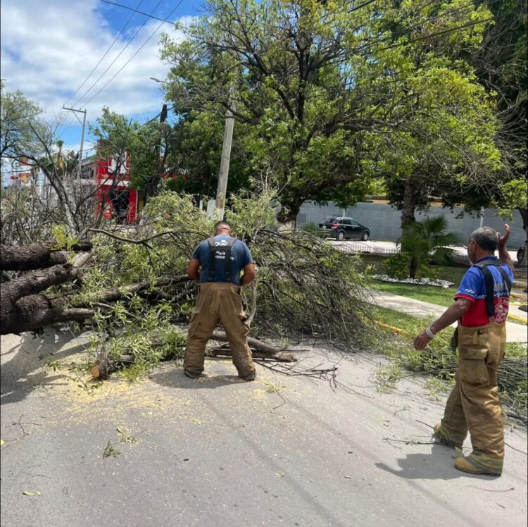 Árbol cae en Los Arcos y bloquea vialidad en Ciudad Victoria