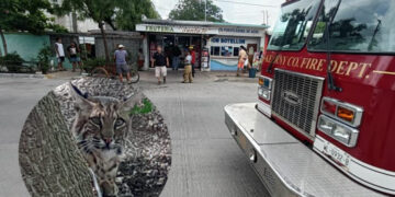 Capturan felino en tienda de convenencia en la Colonia Azteca