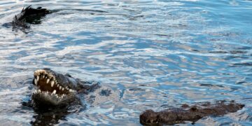 Reforzarán protección de osos y cocodrilos en Tamaulipas