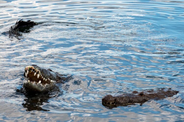 Reforzarán protección de osos y cocodrilos en Tamaulipas
