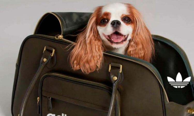 Adidas Originals lanza su primera colección para mascotas en 2025