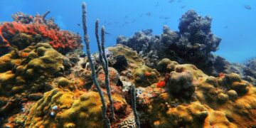 Tamaulipas impulsa pesca sustentable con sistema de arrecifes artificiales