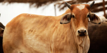 Ganaderos pierden 40 % por caída de ventas tras restricciones en EEUU