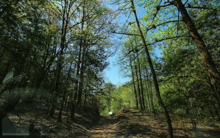 En 4 años, Tamaulipas perdió 7 mil hectáreas de bosque
