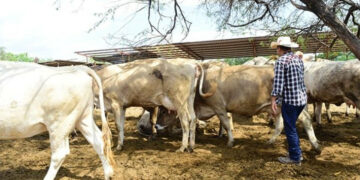 Ganaderos de Tamaulipas apuestan por la engorda tras cierre fronterizo
