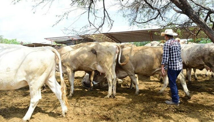Ganaderos de Tamaulipas apuestan por la engorda tras cierre fronterizo