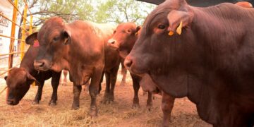 Tamaulipas se mantiene libre del gusano barrenador