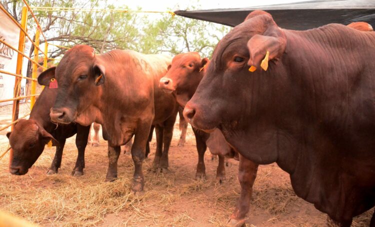 Tamaulipas se mantiene libre del gusano barrenador